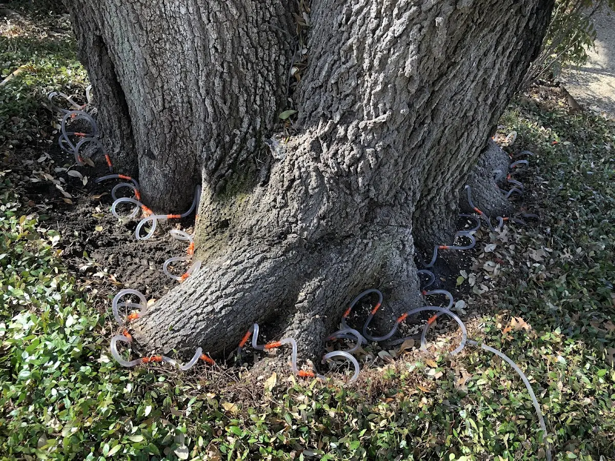 Detailed Tree Cabling and Bracing job site in Greencreek