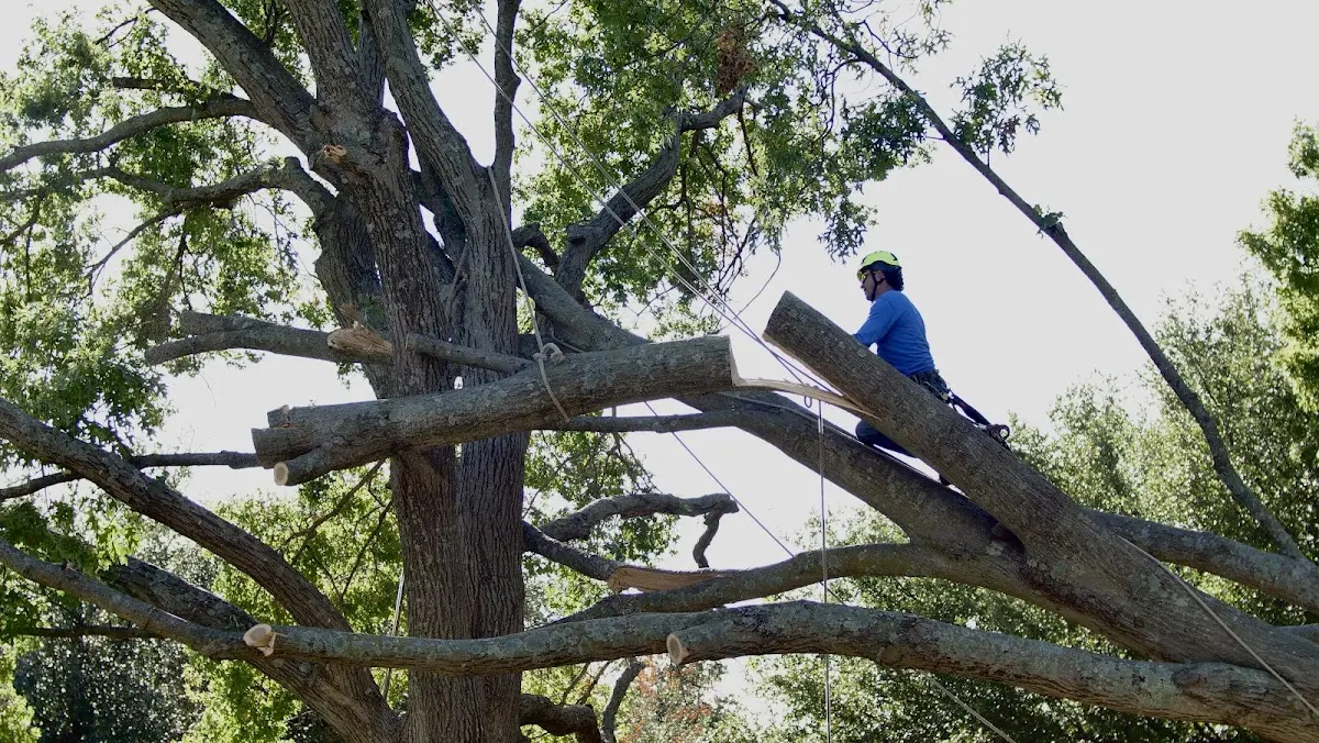 Professional Crown Thinning performed by certified arborists in Greencreek